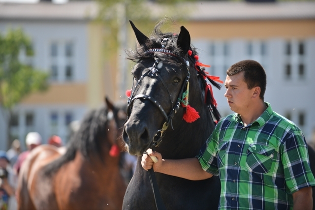 VIII Regionalna Wystawa Koni Zimnokrwistych