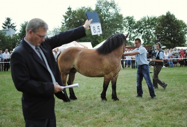 Wystawa koni